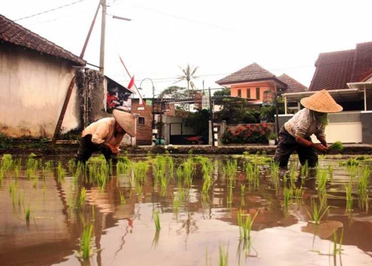 Foto Ilustrasi Krisis Lahan Pertanian