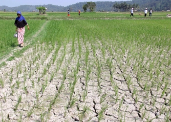 Kasemen dan Walantaka Diizinkan Masuk Industri, Revisi RTRW Dijamin Tidak Ganggu Lahan Pertanian