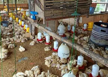 Ilustrasi peternakan ayam.