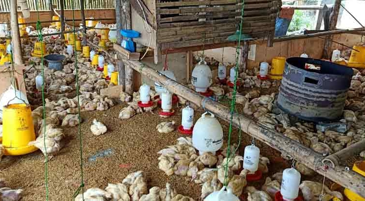 Peternakan Ayam Broiler Dikeluhkan Warga Pamubulan
