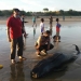 Seekor lumba-lumba ditemukan warga sudah mati terdampar di pesisir perairan laut Blok Pantai Cemara, Kampung Duraen Desa Muara Binuangeun Kecamatan Wanasalam, Senin sore (11/5/2020).