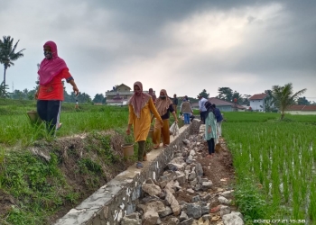 RESPONSIF GENDER: Anggota perempuan dari P3A sedang melansir salah satu bahan/material untuk peningkatan jaringan irigasi tersier program P3TGAI di Desa Telaga Warna Kecamatan Pabuaran Kabupaten Serang