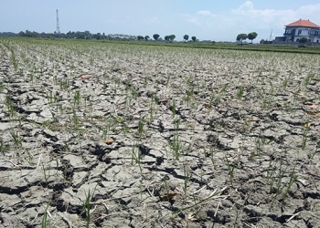 ilustrasi sawah kekeringan. Sumber: Jawa Pos