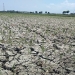ilustrasi sawah kekeringan. Sumber: Jawa Pos