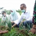 Bupati Pandeglang saat panen raya tomat, cabai, dan bawang di Kecamatan Jiput, Rabu (30/6/2021).