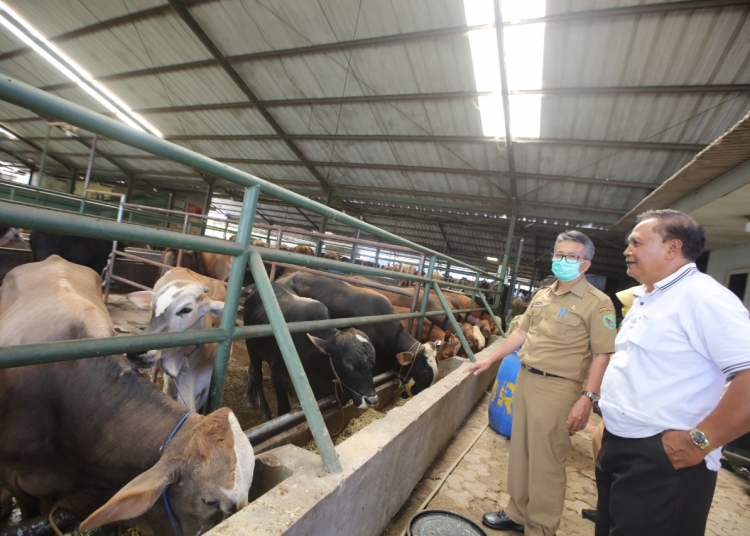 Cegah Penyebaran Covid-19 Pedagang Hewan Qurban Diminta Jualan Online