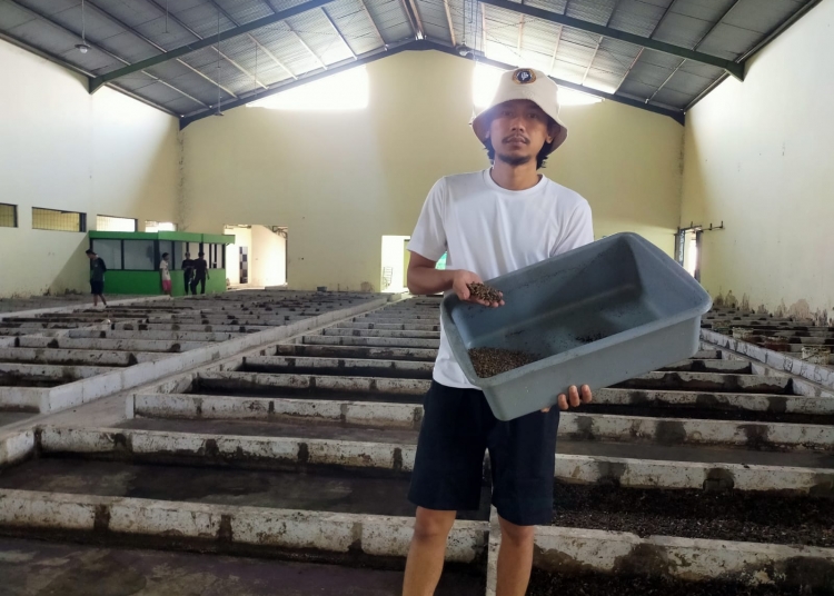 Pokdaya Magot Putra Manfaatkan Sampah Jadi Pakan Magot