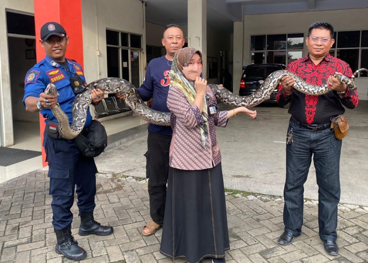 Ular Sanca Sepanjang 4 Meter Ditemukan di Pelindo, Mau Dilepas di Mancak