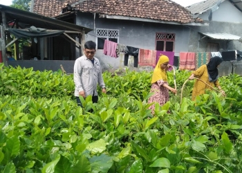 YAIL Libatkan Emak-emak Lakukan Upaya Pemulihan Ekosistem Pesisir