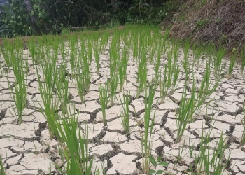 Tampak lahan sawah di blok Tangkele Desa Pamubulan Kecamatan Bayah sudah bertahun-tahun mengalami kekeringan. Ini diduga akibat sumber air di hutan tergerus oleh industri tambang batu gamping milik PT Cemindo Gemilang. Kamis (20/01)