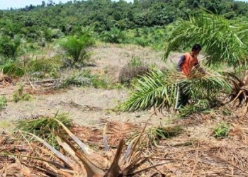 Ilustrasi lahan terlantar.