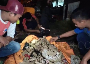 Petugas Damkar BPBD Kabupaten Pandeglang saat mengevakuasi sarang lebah.