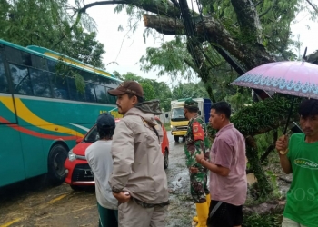 Akibat Cuaca Ekstrem, Pohon Besar di Ruas Jl Serang-Pandeglang Tumbang