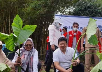 Talas Beneng, salah satu kekayaan sumberdaya nabati lokal Banten yang memiliki potensi untuk dimanfaatkan dalam penguatan ketahan pangan dijadikan salah satu tanaman yang digalakan ditanam pada acara Hari Air Sedunia yang jatuh pada tanggal 22 Maret (kemarin).