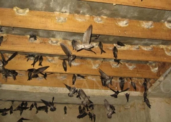 Ilustrasi sarang burung walet.