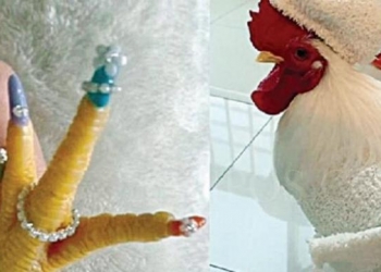 Ayam yang mendapat manikur. (Foto: Oddity Central).