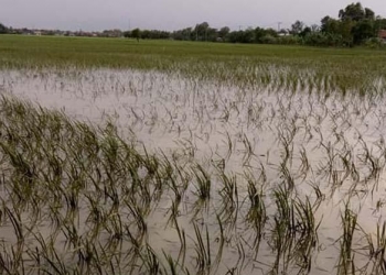 Ilustrasi sawah terendam banjir.