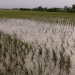 Ilustrasi sawah terendam banjir.