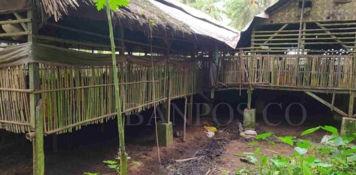 Istighosah Menuai Hasil, Kandang Ayam Akan Ditutup