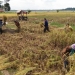 Kebaikan harga beras yang diprediksi kini terjadi, petani merasa senang. Tampak petani di Malingping tengah memanen padi di area persawahan jalan baru.