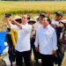Prabowo Subianto dan Ganjar Pranowo tampil mesra saat mendampingi Presiden Jokowi panen raya, di Kebumen, Jawa Tengah, Kamis (8/3). (Foto: Setpres)