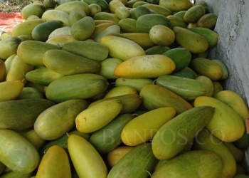 Timun suri hasil panen petani di Pandeglang.