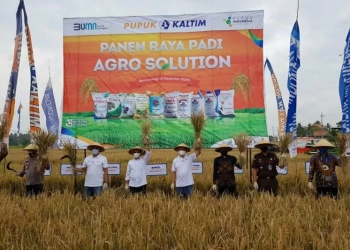 Pupuk Kalimantan Timur Panen Raya Tebu Di Sleman