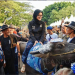Bupati Lebak menaiki Kerbau di Parade Kerbau dalam rangkaian FSM Foto : Bupati Lebak menaiki Kerbau di Parade Kerbau dalam rangkaian FSM