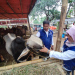 LUKMAN HAPIDIN/BANTEN POS
Tim DKPP Kota Cilegon saat melakukan pemeriksaan hewan kurban, Rabu (14/6).