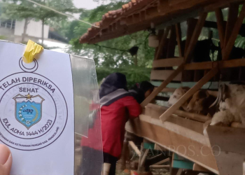 Petugas Puskeswan DPKP Pandeglang, saat memeriksa Kesehatan hewan kurban dan memberikan tanda telah diperiksa kesehatannya.