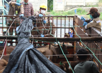 ISTIMEWA
Pemeriksaan hewan kurban dari Sumatera ke Jawa di Balai Karantina Pertanian Cilegon beberapa waktu lalu.