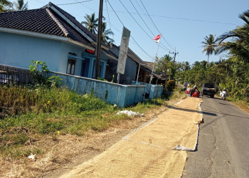 Tampak kebiasaan petani di Wanasalam jika menjemur padi selalu memanfaatkan sepanjang bahu jalan. Lokasi di Desa Bejod. Selasa (4/7)