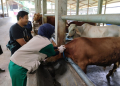 Petugas DKP3 Lakukan Vaksinasi PMK dan LSD Terhadap Hewan Ternak Sapi.