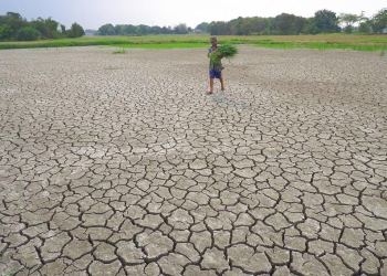 Petani beraktivitas di Persawahan yang mengering aibat rerdampak El Nino Lingkungan Turus, Kota Serang. (Dziki Octomauliyadi/Banten Pos)