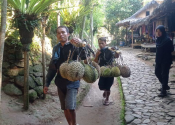 Pemanggul buah durian di Baduy pedalaman, Kabupaten Lebak, menembus hutan dan tebing curam. ANTARA/Mansur Suryana