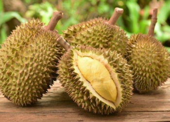 Durian Baduy