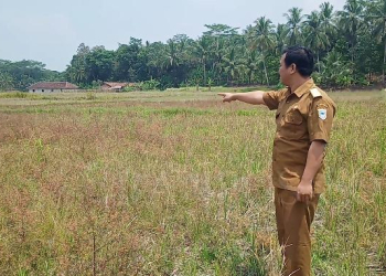 Kepala Desa Pasirjaksa, Ma'ruf Sudarji di areal persawahan yang kondisinya mengalami kekeringan.