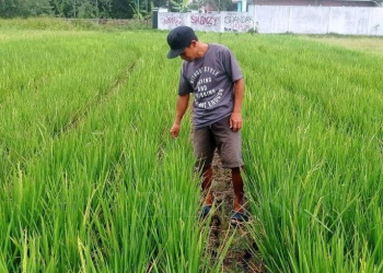 Ketua kelompok tani (Koptan) Sukabungah Kabupaten Lebak, Provinsi Banten meninjau
persawahan yang mengalami kekeringan dan gagal panen hingga kerugian mencapai Rp650 juta.
ANTARA/Mansur