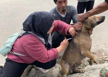Salah seorang petugas Puskeswan Pandeglang saat memberikan vaksinasi kepada hewan.