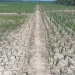 Kondisi sawah yang mengalami kekeringan.