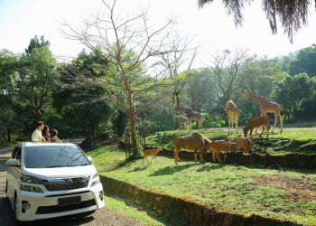 Safari Journey di Taman Safari Bogor.