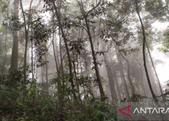 Pengelolaan Perhutanan Sosial