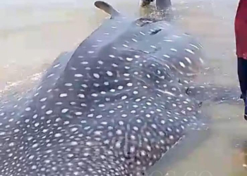 Nelayan saat menemukan hiu tutul yang terdampar di Pantai Kampis.