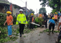 Petugas BPBD melakukan sterilisasi lokasi terjadinya pohon tumbang
