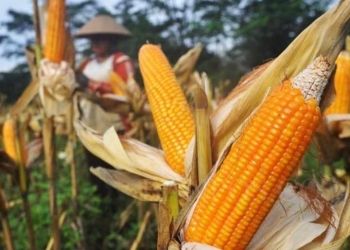 Kasus Dugaan Korupsi Jagung ‘Menguap’, Agus M Tauchid : Itu dilimpahkan ke KPKNL 
