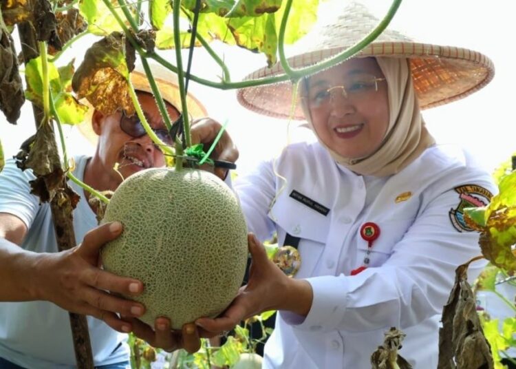 Wabup Tangerang Panen Melon di Lahan Tidur Sukamulya