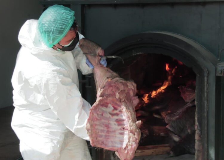 Tidak Bersertifikat, 2,9 Ton Daging Babi Hutan Dimusnahkan 