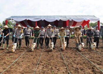 Misteri Proyek Jagung Polda di Pandeglang: Tanamnya di Mogana, Panennya di Pasir Awi