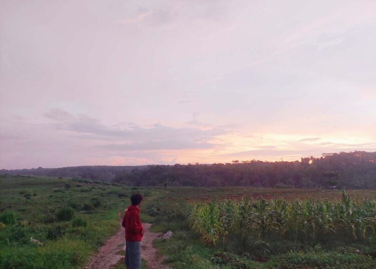 Misteri Proyek Jagung Polda di Pandeglang: Tanamnya di Mogana, Panennya di Pasir Awi
