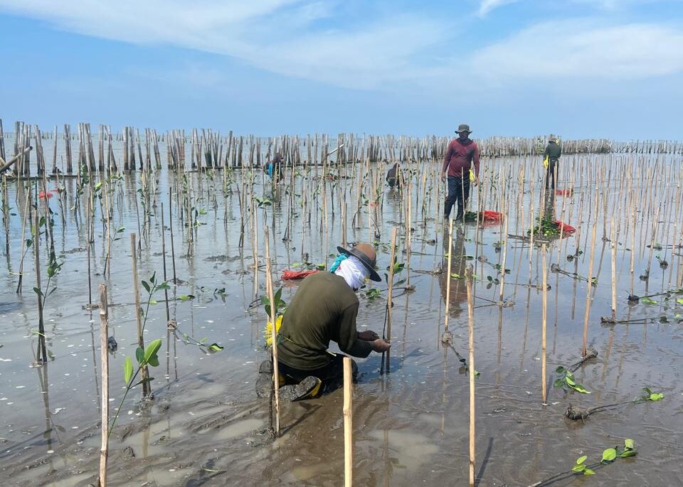Chandra Asri Group gandeng masyarakat Desa Tengkurak Tanam, Kabupaten Serang tanam mangrove. ISTIMEWA